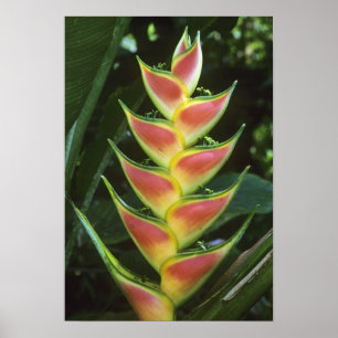 Poster Heliconias, Heliconia walkeriana), La Selva