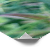 POSTER HÉLICONIE TROPICALE (Coin)