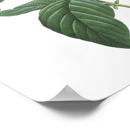 Poster héliotrope(Heliotropium corymbosum) par Redouté (Coin)