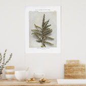 Poster Hellebore blanc américain; Pot indien (Cuisine)