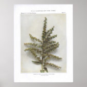 Poster Hellebore blanc américain; Pot indien (Devant)