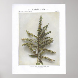 Poster Hellebore blanc américain; Pot indien