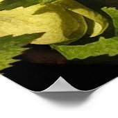 Poster Hellebore Lenten Rose (Coin)