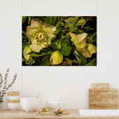 Poster Hellebore Lenten Rose (Cuisine)