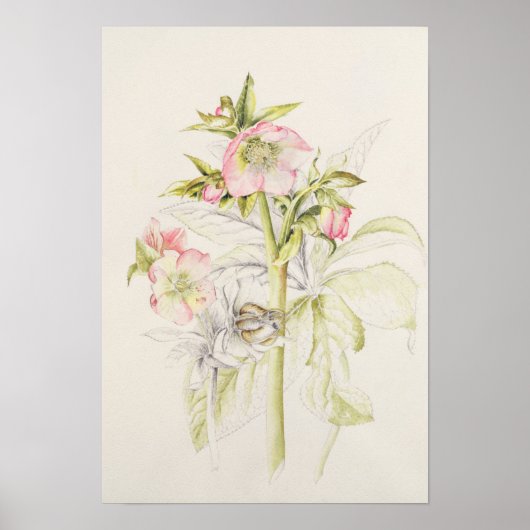 Poster Hellebores (Devant)