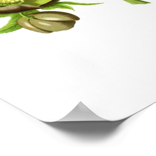 Poster Hellebores (Coin)