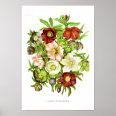 Poster Hellebores (Devant)
