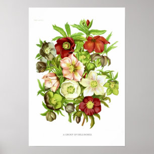 Poster Hellebores
