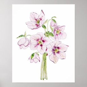 Poster hellebores roses aquarelle de fleur