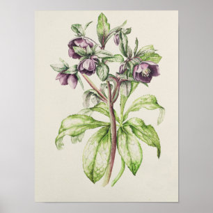 Poster Helleborus Orientalis de Helen Ballard