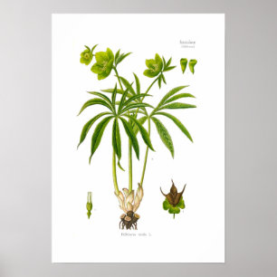 Poster Helleborus viridis