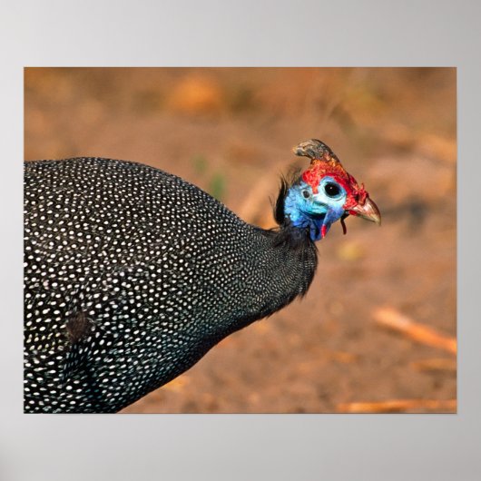 Poster Helmeted Guinea Fowl (Numida meleagris). Afrique, (Devant)