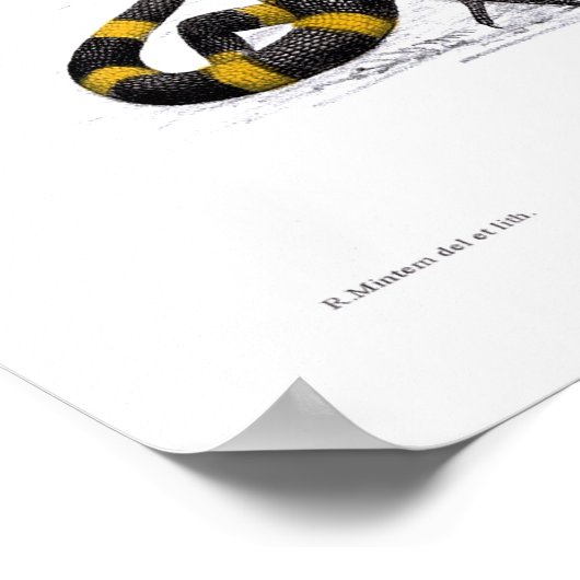 Poster Heloderma Horridum (Lizard perlé) (Coin)