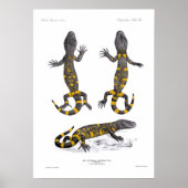 Poster Heloderma Horridum (Lizard perlé) (Devant)