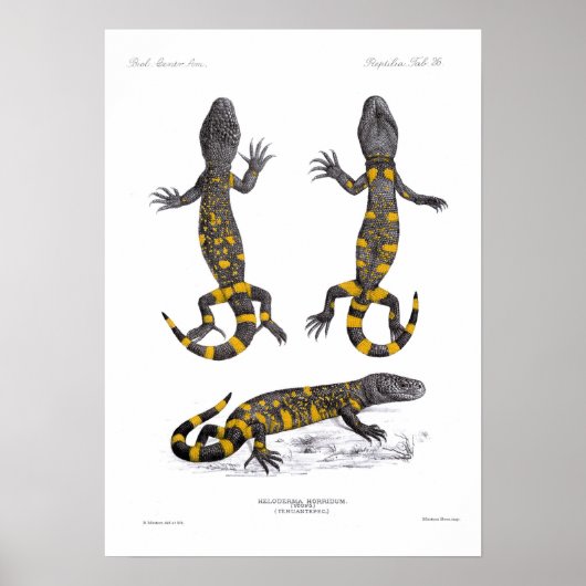 Poster Heloderma Horridum (Lizard perlé) (Devant)