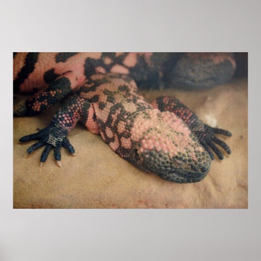 Poster Heloderma suspect (Devant)