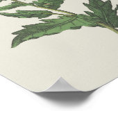 Poster Hembane Fleur sauvage Botanique (Coin)