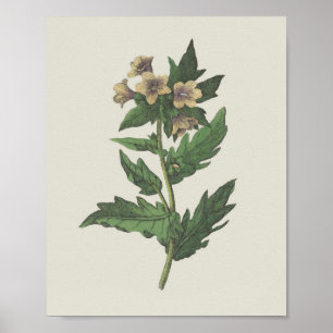 Poster Hembane Fleur sauvage Botanique