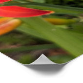 Poster Hemerocalle orange en fleurs Floral (Coin)