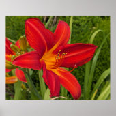 Poster Hemerocalle orange en fleurs Floral (Devant)