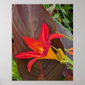 Poster Hemerocallide orange en fleurs et feuille de plant (Devant)