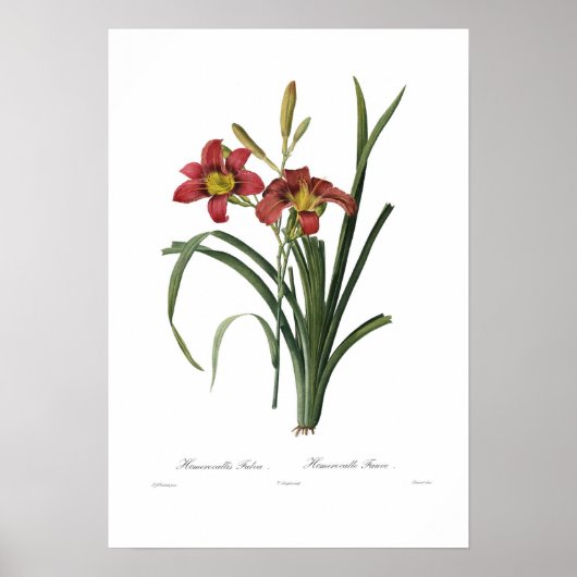 Poster Hemerocallis fulva (Devant)
