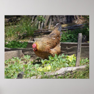 Poster Hen