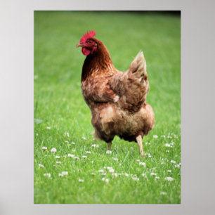 Poster Hen