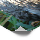 Poster Hen bleu (Coin)