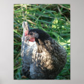 Poster Hen bleu (Devant)