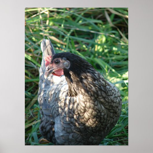 Poster Hen bleu (Devant)