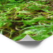 Poster Hen et Chick (Coin)