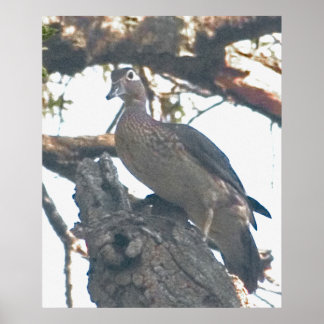 Poster Hen Woodduck