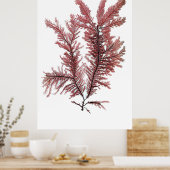 Poster Henry Bradbury's Pressed Seaweed First Of Ten (Cuisine)