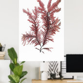 Poster Henry Bradbury's Pressed Seaweed First Of Ten (Bureau à domicile)