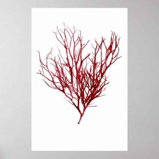 Poster Henry Bradbury's Pressed Seaweed Neuvième De Dix (Devant)