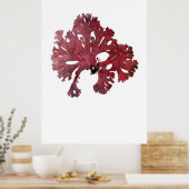 Poster Henry Bradbury's Pressed Seaweed Septième of Ten (Cuisine)