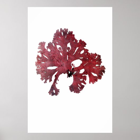 Poster Henry Bradbury's Pressed Seaweed Septième of Ten (Devant)