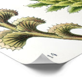 Poster Hepaticae Lebermoose par Ernst Haeckel (Coin)