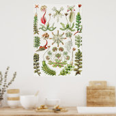 Poster Hepaticae Lebermoose par Ernst Haeckel (Cuisine)