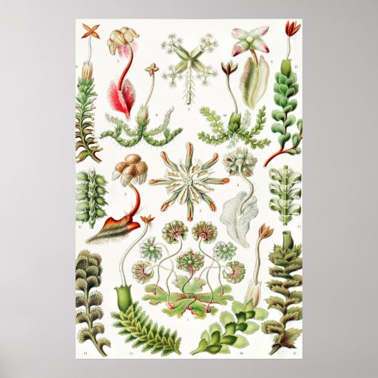 Poster Hepaticae Lebermoose par Ernst Haeckel (Devant)