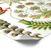 Poster Hepaticae Lebermoose par Ernst Haeckel (Coin)