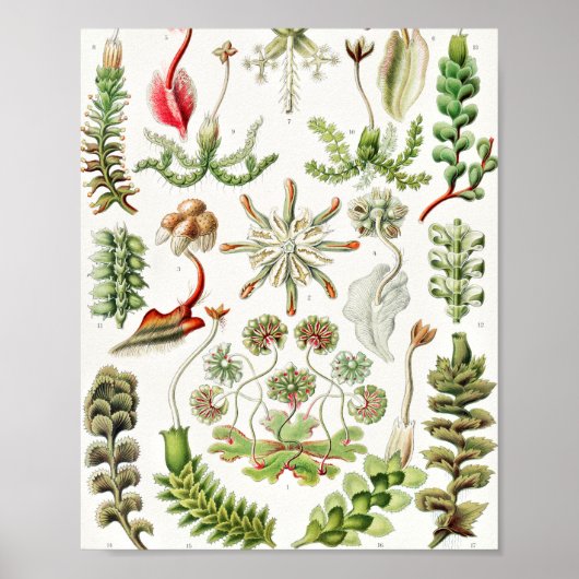 Poster Hepaticae Lebermoose par Ernst Haeckel (Devant)