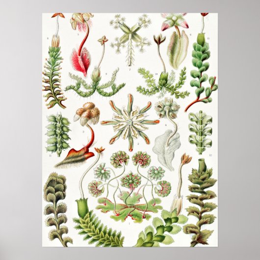 Poster Hepaticae Lebermoose par Ernst Haeckel (Devant)