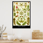 Poster Hepaticae-Marchantia - Plaque 82 - Kunstformen der (Cuisine)