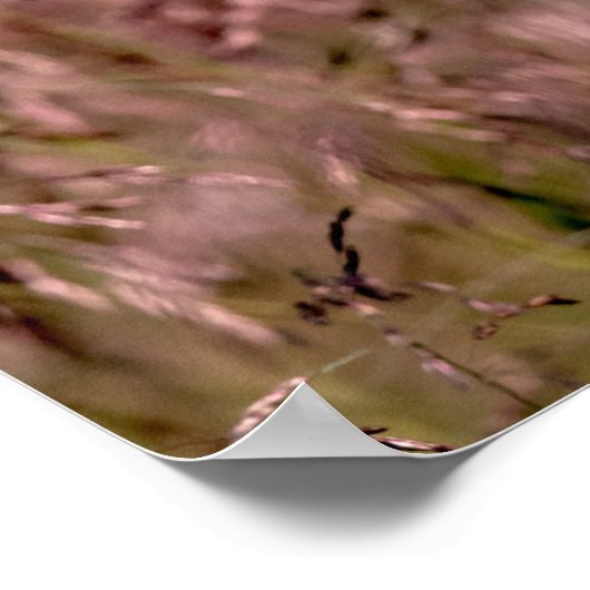 Poster Herbe à tête violette (Coin)