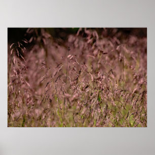 Poster Herbe à tête violette