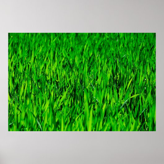 Poster Herbe champ prairie croissance de pelouse (Devant)