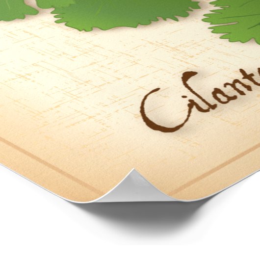 Poster Herbe Cilantro (Coin)