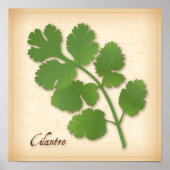 Poster Herbe Cilantro (Devant)